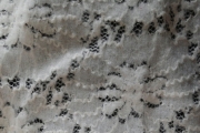 LACE-C/N/SP 57.6%/41…
